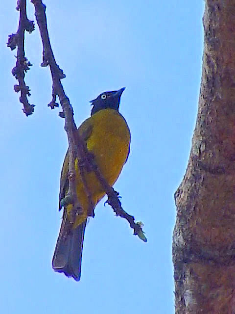 ② エボシヒヨドリ　成鳥　チェンマイ　タイ　Chiang Mai, Thailand　2007/01/24　Photo by Kohyuh