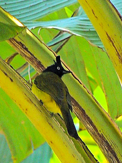 ④ エボシヒヨドリ　成鳥　チェンマイ　タイ　Chiang Mai, Thailand　2007/01/2　3　Photo by Kohyuh