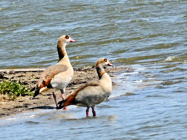 ① エジプトガン　オースト・バールデルス・プラッセン　オランダ　Oostvaardersplassen, Netherlands　2011/06/04　Photo by Kohyuh