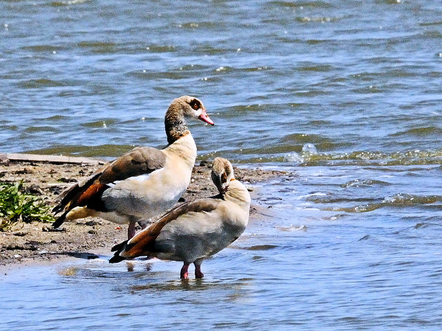 ② エジプトガン　オースト・バールデルス・プラッセン　オランダ　Oostvaardersplassen, Netherlands　2011/06/04　Photo by Kohyuh