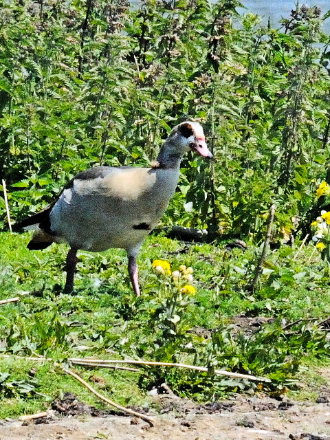 ③ エジプトガン　オースト・バールデルス・プラッセン　オランダ　Oostvaardersplassen, Netherlands　2011/06/04　Photo by Kohyuh