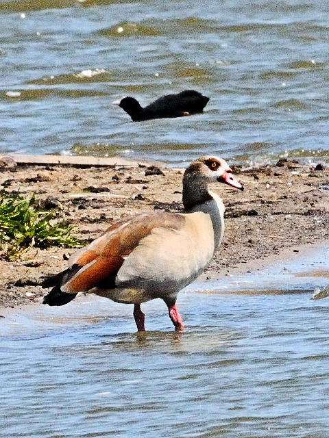 ④ エジプトガン　オースト・バールデルス・プラッセン　オランダ　Oostvaardersplassen, Netherlands　2011/06/04　Photo by Kohyuh