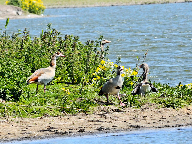 ⑤ エジプトガン　オースト・バールデルス・プラッセン　オランダ　Oostvaardersplassen, Netherlands　2011/06/04　Photo by Kohyuh