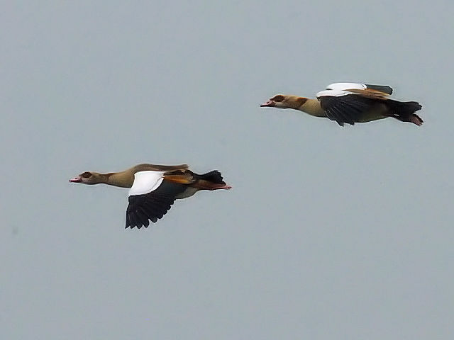 ⑦ エジプトガン　小堤防　オランダ　dijk Enkhuizen-Lelystad, Netherlands　2011/06/06　Photo by Kohyuh