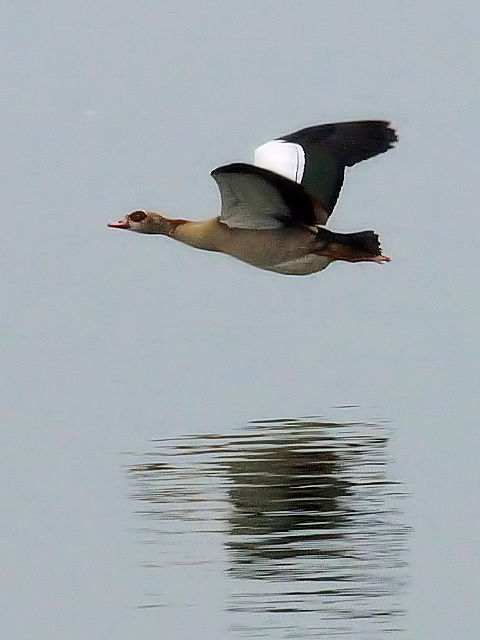 ⑧ エジプトガン　小堤防　オランダ　dijk Enkhuizen-Lelystad, Netherlands　2011/06/06　Photo by Kohyuh