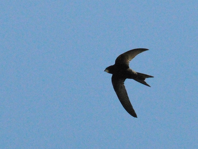 ヨーロッパアマツバメ　（４態-2）　シラクーサ　シチリア　イタリア　Siracusa, Sicilia, Italy　2015/06/17　Photo by Kohyuh