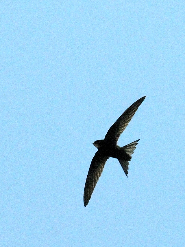 ヨーロッパアマツバメ　（４態-3）　シラクーサ　シチリア　イタリア　Siracusa, Sicilia, Italy　2015/06/17　Photo by Kohyuh