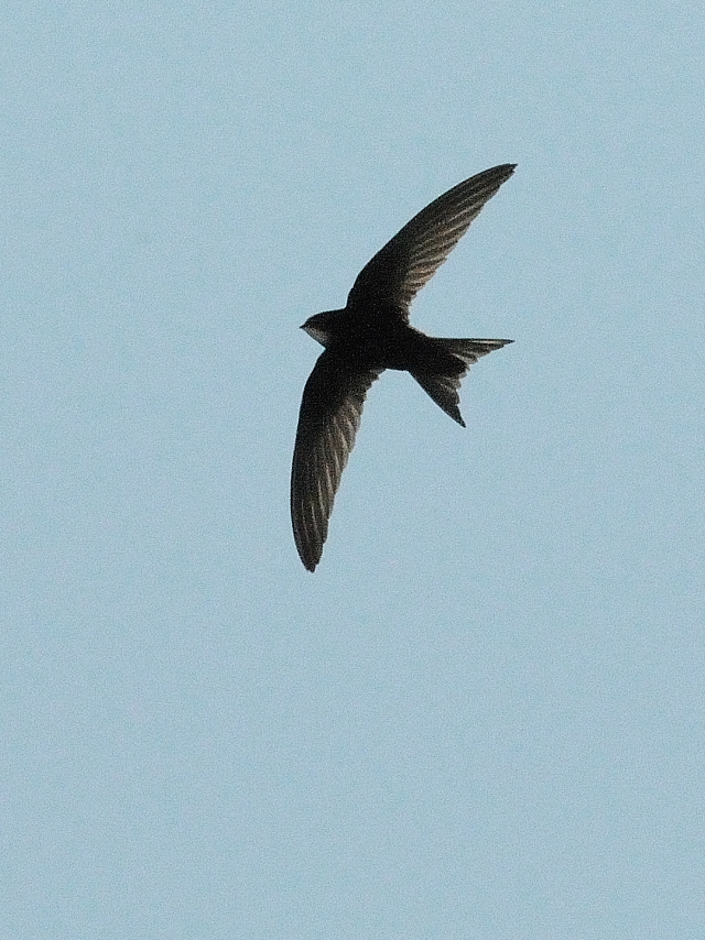 ヨーロッパアマツバメ　（４態-4）　シラクーサ　シチリア　イタリア　Siracusa, Sicilia, Italy　2015/06/17　Photo by Kohyuh