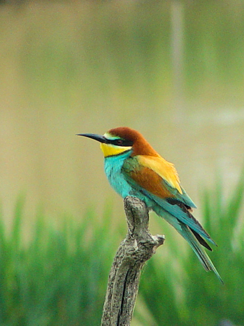 ヨーロッパハチクイ　カマルグ湿原地帯　フランス　Camargue, France　2004/05/03　Photo by Kohyuh