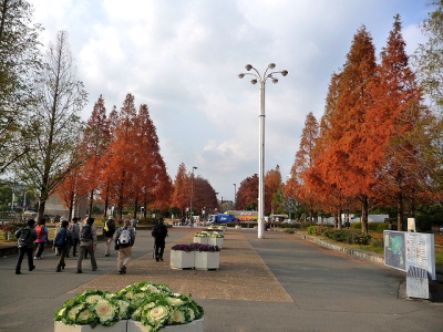 メタセコイアの並木　鶴見緑地　2011/12/15　Photo by Hosoi