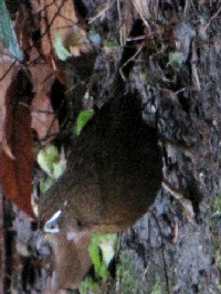 《ガビチョウ》　写真はクリックで拡大する