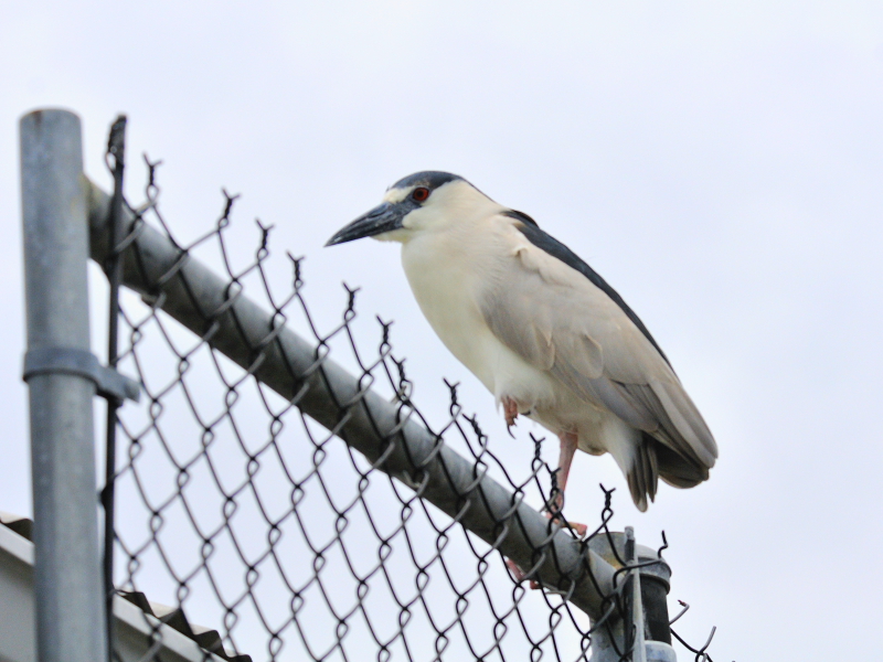 ゴイサギ　成鳥　マイアミビーチ　フロリダ　米国　Miami Beach, Florida, USA