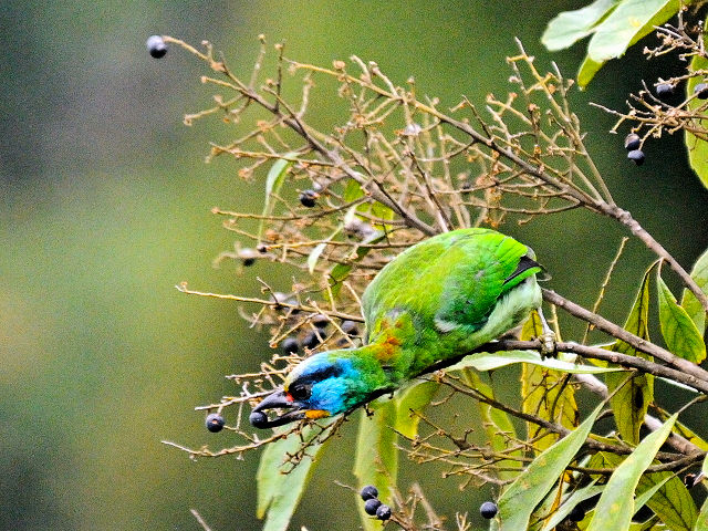 ② ゴシキドリ　成鳥　陽明山国家公園　台湾　Yangmingshan National Park Taiwan　2012/11/21　Photo by Kohyuh