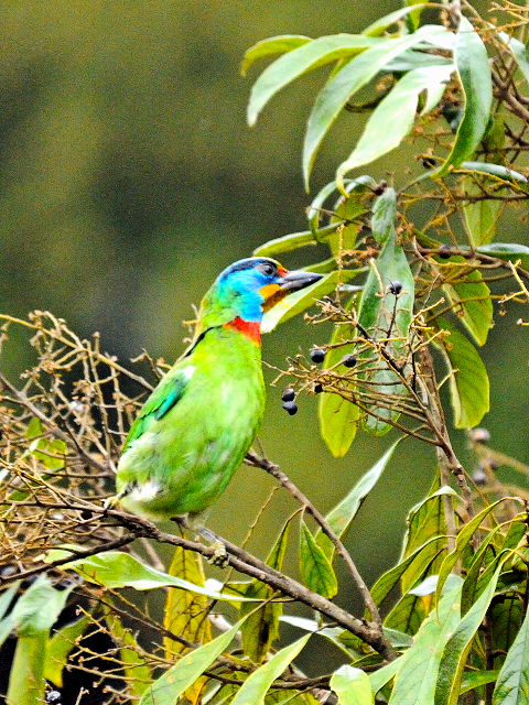 ③ ゴシキドリ　成鳥　陽明山国家公園　台湾　Yangmingshan National Park Taiwan　2012/11/21　Photo by Kohyuh