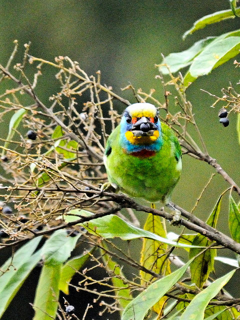 ④ ゴシキドリ　成鳥　陽明山国家公園　台湾　Yangmingshan National Park Taiwan　2012/11/21　Photo by Kohyuh