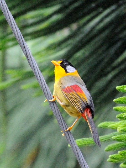 ① ゴシキソウシチョウ　成鳥　フレイザーズ・ヒル　マレーシア　Fraser's Hill, Malaysia　2010/05/27　Photo by Kohyuh