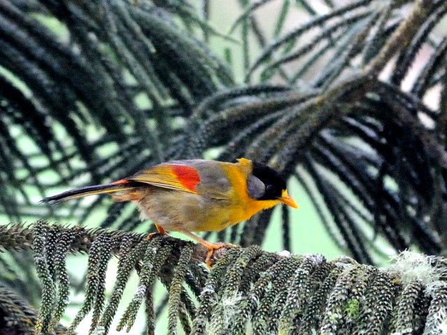 ② ゴシキソウシチョウ　成鳥　フレイザーズ・ヒル　マレーシア　Fraser's Hill, Malaysia　2010/05/27　Photo by Kohyuh