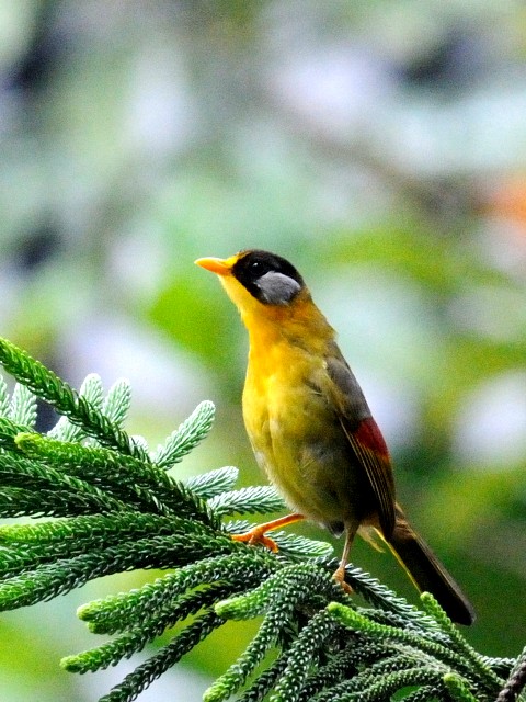 ③ ゴシキソウシチョウ　成鳥　フレイザーズ・ヒル　マレーシア　Fraser's Hill, Malaysia　2010/05/27　Photo by Kohyuh