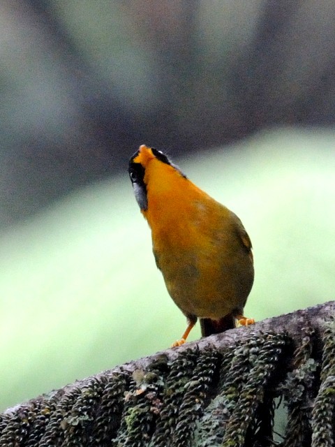 ⑤ ゴシキソウシチョウ　成鳥　フレイザーズ・ヒル　マレーシア　Fraser's Hill, Malaysia　2010/05/27　Photo by Kohyuh