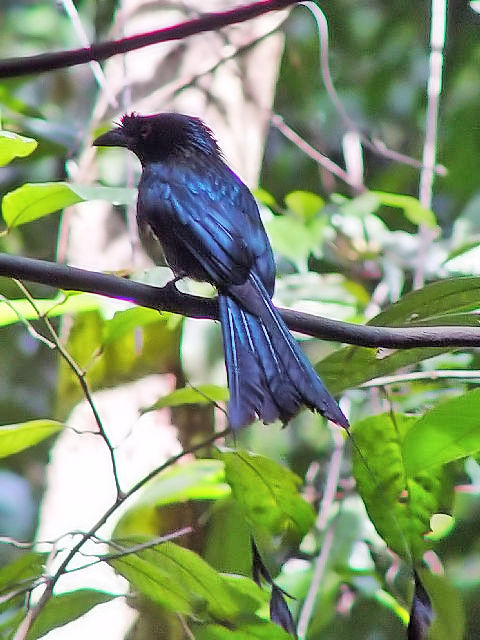  A JUIE`E@uLEeB}Rی@VK|[@Bukit Timah Nature Reserve, Singapore@2007/01/19@Photo by Kohyuh