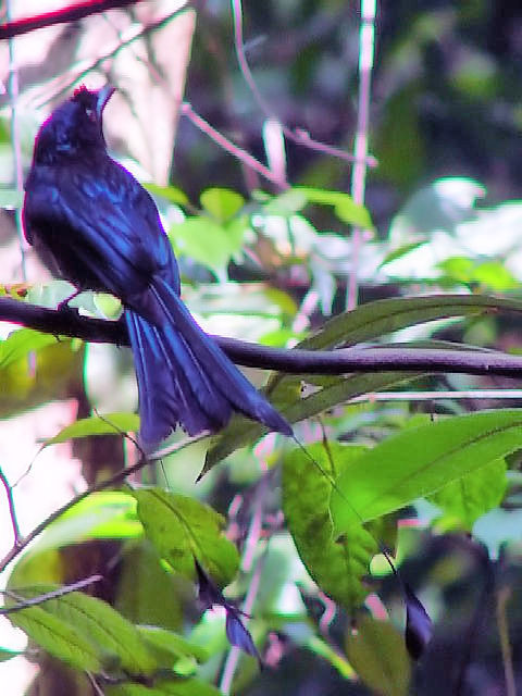 @ JUIE`E@uLEeB}Rی@VK|[@Bukit Timah Nature Reserve, Singapore@2007/01/19@Photo by Kohyuh