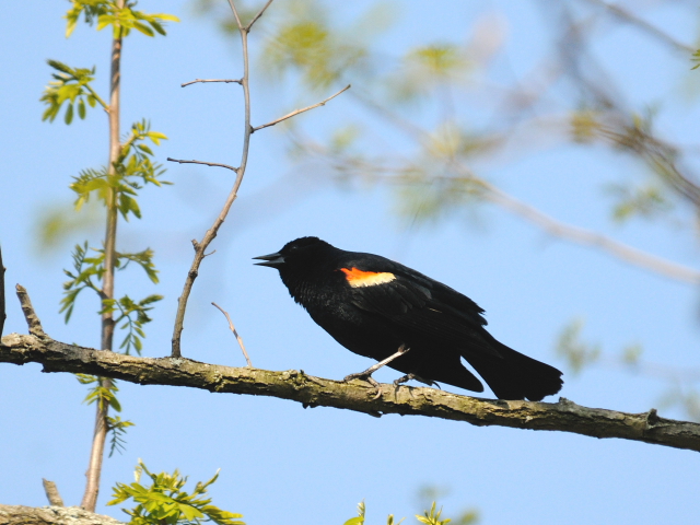  ハゴロモガラス ♂　成鳥　（３態-1）　ブロンテ湿地　トロント　カナダ　Bronte Marsh, Toronto, Canada　2013/05/20　Photo by Kohyuh