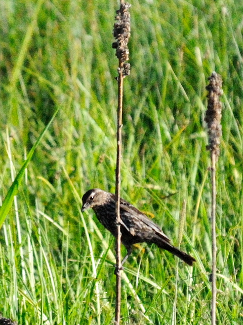 ハゴロモガラス ♀　成鳥　成鳥　（３態-1）　グランドレイク　コロラド　米国　Grand Lake, Colorado, America　2013/06/30　Photo by Kohyuh