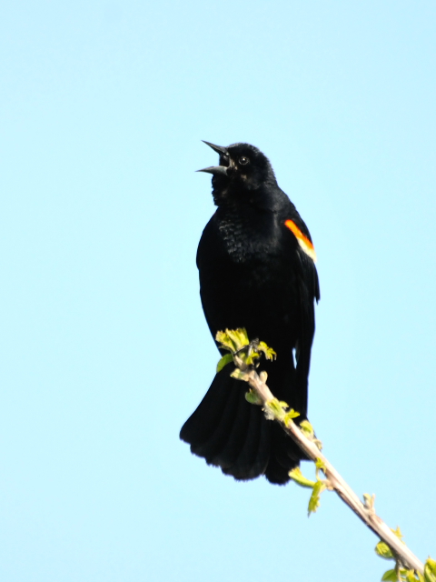 ハゴロモガラス ♂　成鳥　（３態-2）　ブロンテ湿地　トロント　カナダ　Bronte Marsh, Toronto, Canada　2013/05/20　Photo by Kohyuh