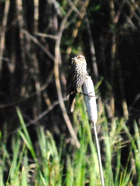 ハゴロモガラス ♀　成鳥　（３態-2）　グランドレイク　コロラド　米国　Grand Lake, Colorado, America　2013/06/30　Photo by Kohyuh