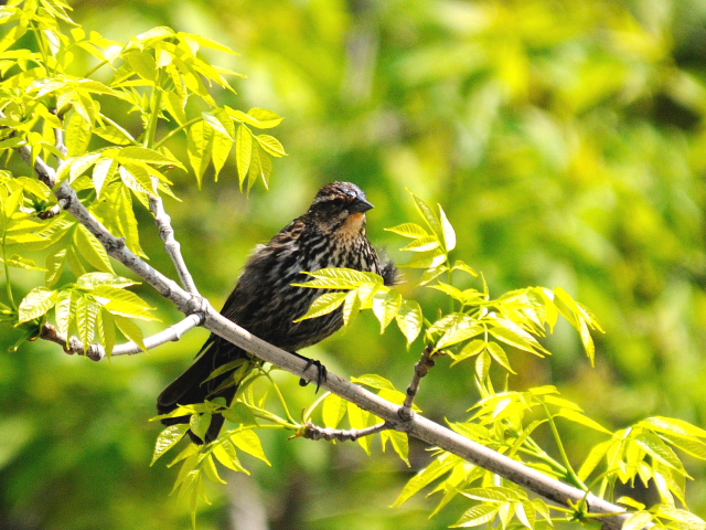 ハゴロモガラス ♀　成鳥　（３態-3）　ナイアガラの滝　ゴート島　アメリカ　Niagara Falls, Goat Island, USA　2013/05/22　Photo by Kohyuh