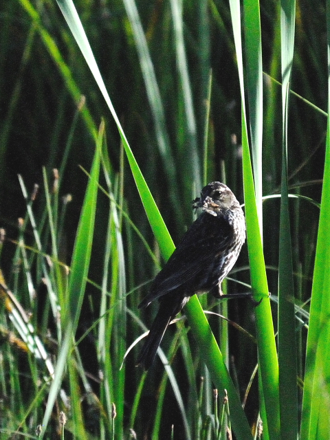 ハゴロモガラス ♀　成鳥　（３態-3）　グランドレイク　コロラド　米国　Grand Lake, Colorado, America　2013/06/30　Photo by Kohyuh