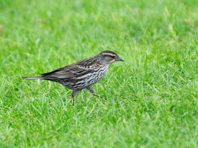 ハゴロモガラス ♀　若鳥　（２態-2）　ナイアガラの滝　ゴート島　アメリカ　Niagara Falls, Goat Island, USA　2013/05/22　Photo by Kohyuh