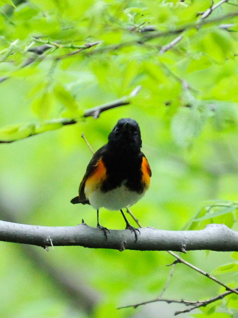 ① ハゴロモムシクイ　♂　成鳥　セントラル・パーク　>ニューヨーク　米国　Central park, Newyork, America　2013/05/13　Photo by Kohyuh