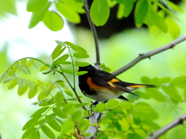 ② ハゴロモムシクイ　♂　成鳥　セントラル・パーク　>ニューヨーク　米国　Central park, Newyork, America　2013/05/13　Photo by Kohyuh