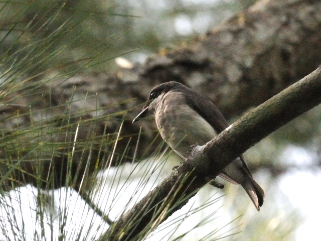 ① オオモズサンショウクイ　成鳥　ジャンダ・バイク　マレーシア　Janda Baik, Malaysia　　2010/05/25　Photo by Kohyuh