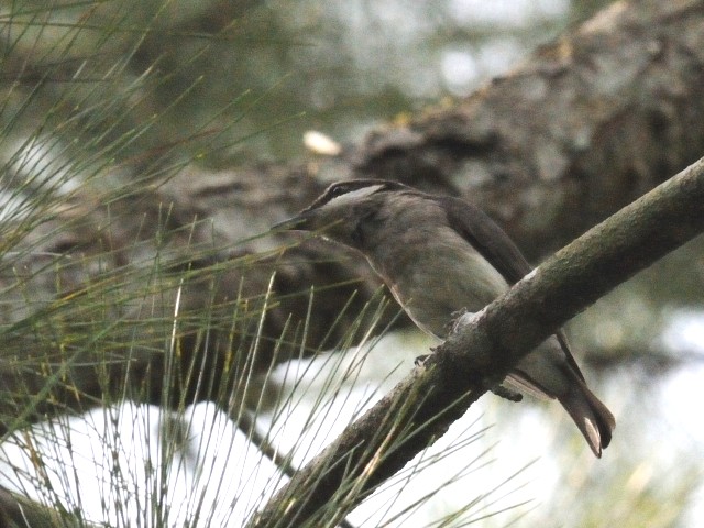 ② オオモズサンショウクイ　成鳥　ジャンダ・バイク　マレーシア　Janda Baik, Malaysia　　2010/05/25　Photo by Kohyuh