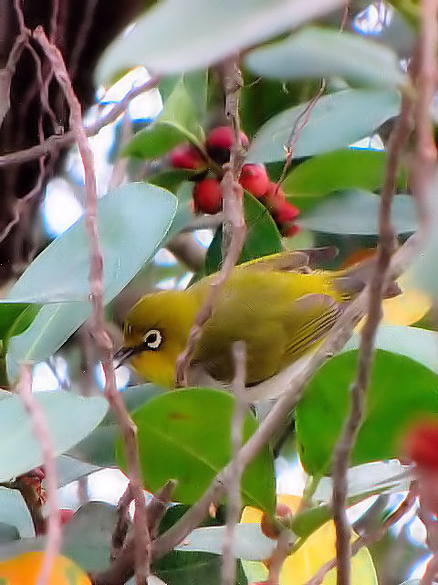 ②  ハイバラメジロ　成鳥　ホアン・キエム湖　ハノイ　ベトナム　Ho Hoan Kiem, Ha Noi, Vietnam　2010/01/11　Photo by Kohyuh