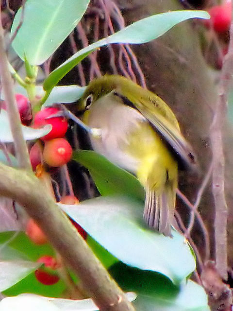 ③  ハイバラメジロ　成鳥　ホアン・キエム湖　ハノイ　ベトナム　Ho Hoan Kiem, Ha Noi, Vietnam　2010/01/11　Photo by Kohyuh