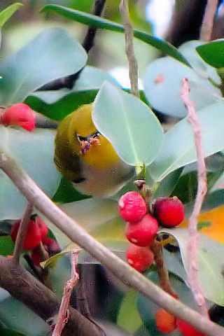 ④-1 ハイバラメジロ （２態）　成鳥　ホアン・キエム湖　ハノイ　ベトナム　Ho Hoan Kiem, Ha Noi, Vietnam　2010/01/11　Photo by Kohyuh