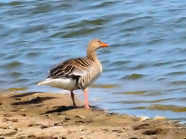 ① ハイイロガン　成長　オースト・バールデルス・プラッセン　オランダ　Oostvaardersplassen, Netherlands　2011/06/04　Photo by Kohyuh