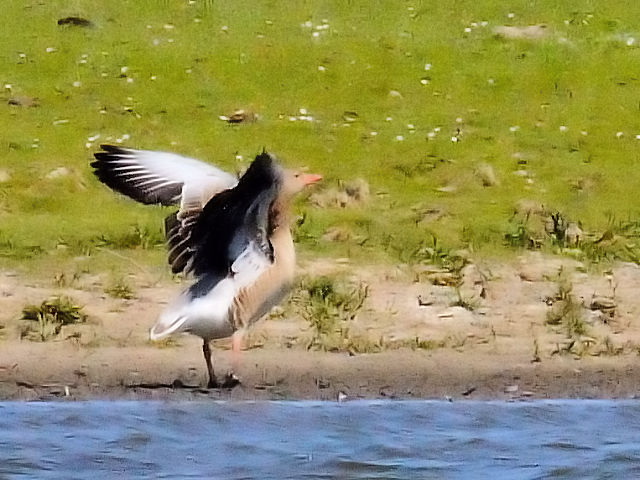 ② ハイイロガン　成長　オースト・バールデルス・プラッセン　オランダ　Oostvaardersplassen, Netherlands　2011/06/04　Photo by Kohyuh