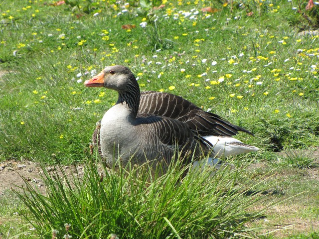 ② ハイイロガン　成鳥　ウェックスフォード野鳥保護区　アイルランド　Wexford Wildfowl Reserve, Ireland　2009/06/01　Photo by Kohyuh