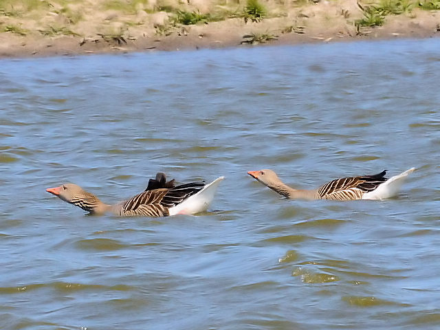 ③ ハイイロガン　成長　オースト・バールデルス・プラッセン　オランダ　Oostvaardersplassen, Netherlands　2011/06/04　Photo by Kohyuh