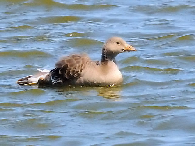 ④ ハイイロガン　若鳥　オースト・バールデルス・プラッセン　オランダ　Oostvaardersplassen, Netherlands　2011/06/04　Photo by Kohyuh