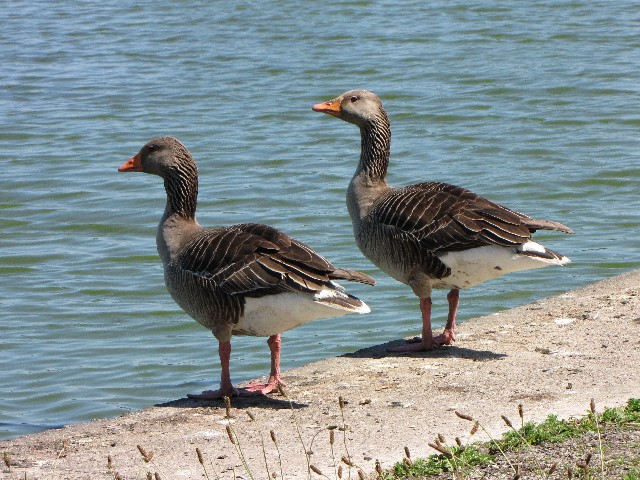 ① ハイイロガン　成鳥　ウェックスフォード野鳥保護区　アイルランド　Wexford Wildfowl Reserve, Ireland　2009/06/01　Photo by Kohyuh