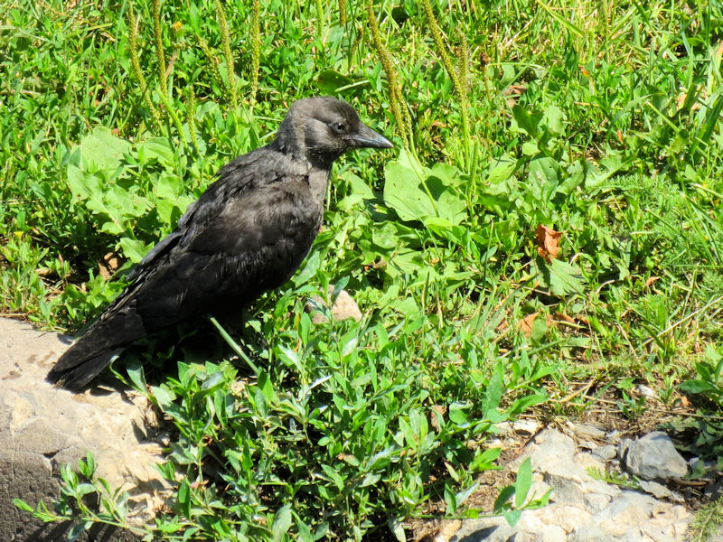 ハイイロガラス（２態-1）　ウラジミール市　モスクワ郊外　ロシア　Suzdal, Vladimir, suburb of Moscow　2016/07/15　Photo by Kohyuh