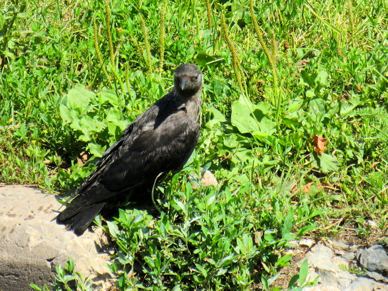 ハイイロガラス（２態-2）　ウラジミール市　モスクワ郊外　ロシア　Suzdal, Vladimir, suburb of Moscow　2016/07/15　Photo by Kohyuh