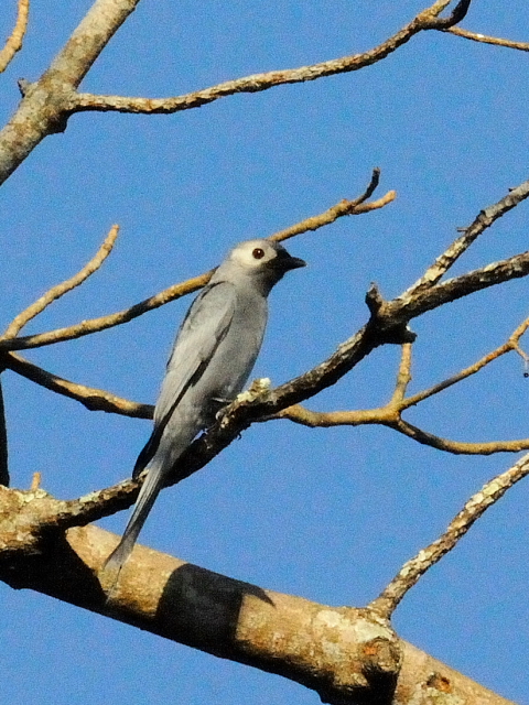 ① ハイイロオウチュウ　成鳥　カオヤイ国立公園　タイ　Khao Yai National Park, Thailand　2014/01/28　Photo by Kohyuh