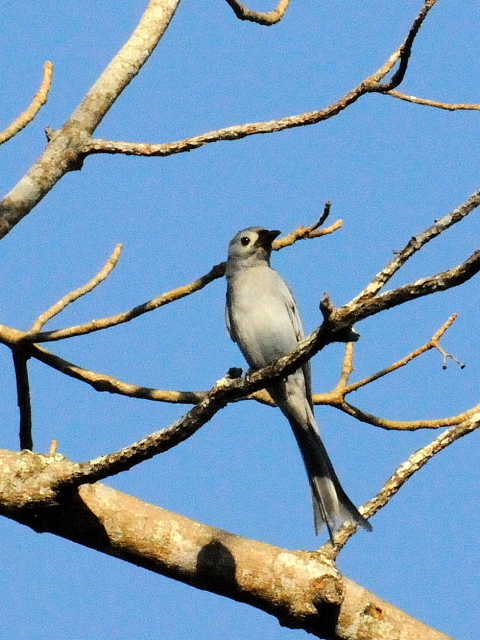 ② ハイイロオウチュウ　成鳥　カオヤイ国立公園　タイ　Khao Yai National Park, Thailand　2014/01/28　Photo by Kohyuh