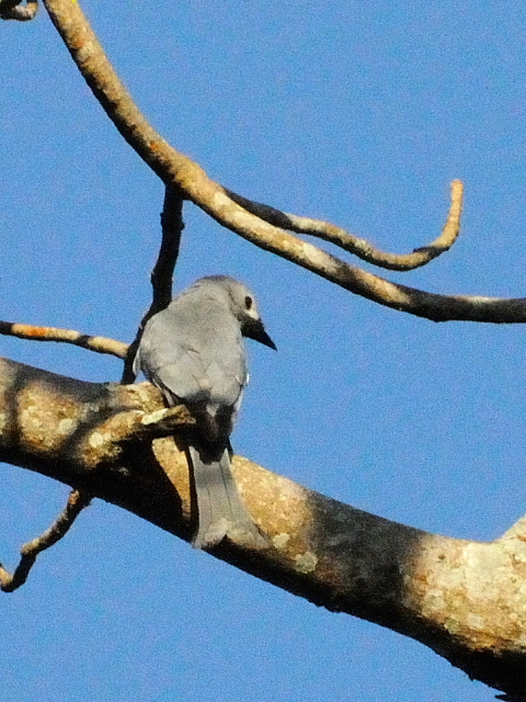 ③ ハイイロオウチュウ　成鳥　カオヤイ国立公園　タイ　Khao Yai National Park, Thailand　2014/01/28　Photo by Kohyuh